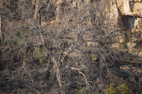 Indian Vulture (Gyps indicus), photo 9