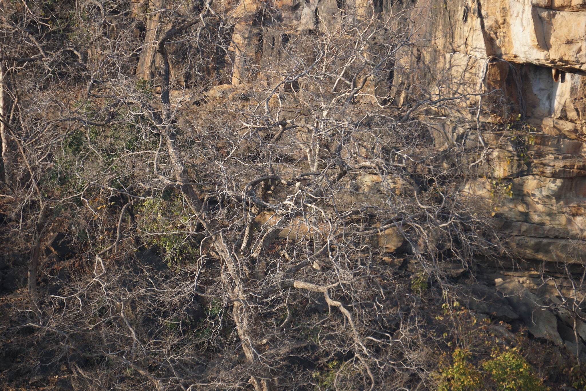Indian Vulture (Gyps indicus), photo 9