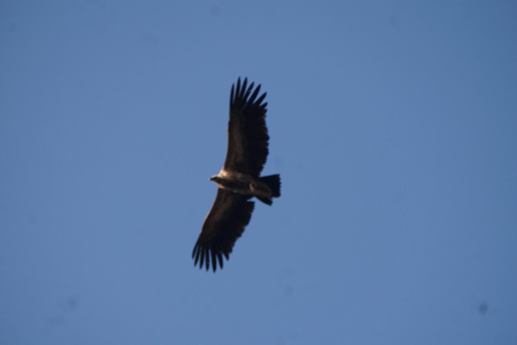 Indian Vulture (Gyps indicus), photo 10