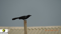 Quiscalus mexicanus peruvianus