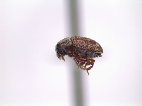 Criddle's Bark Weevil
