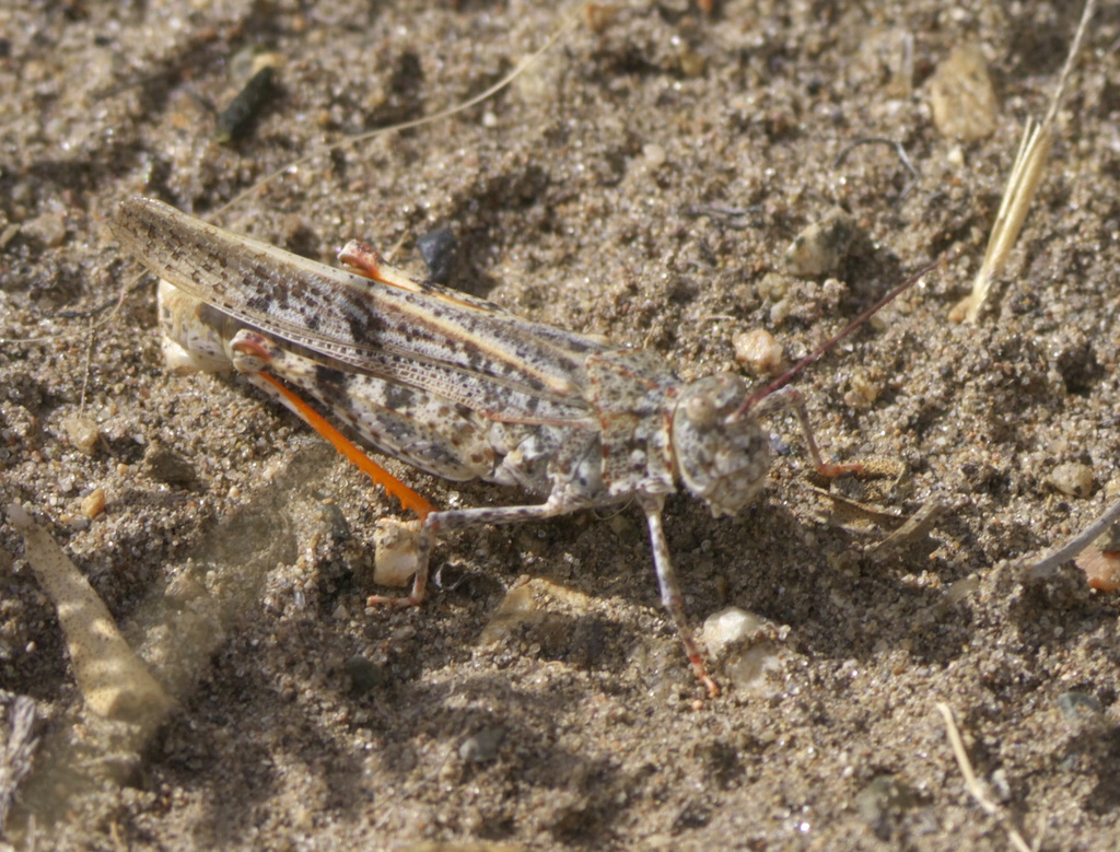 Toothed Dune Grasshopper