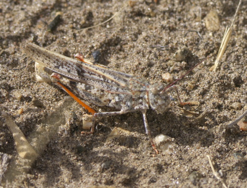 Toothed Dune Grasshopper