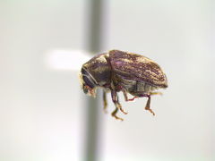 Hylesinus aculeatus