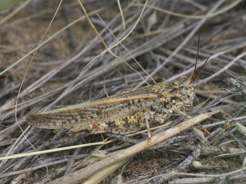 Trimerotropis barnumi