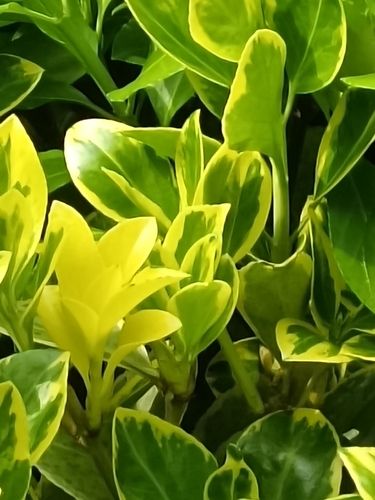 Japanese spindle tree