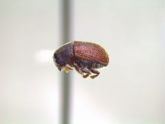 Phloeosinus dentatus