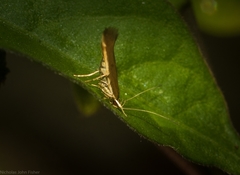 Glaphyristis marmarea