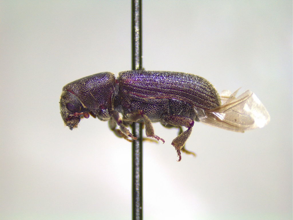 Hylurgops porosus