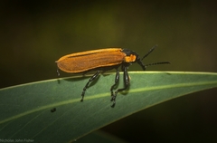 Rhinotia haemoptera