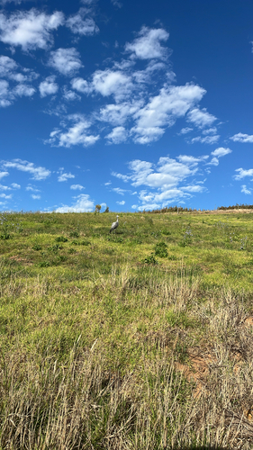 iNaturalist: (c) kobaheyns, some rights reserved (CC BY-NC) iNaturalist image