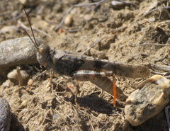 Trimerotropis latifasciata