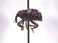 Gerstaeckeria basalis