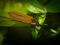 Rhinotia haemoptera