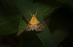 Tetracona amathealis