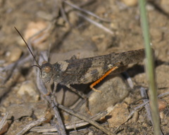 Trimerotropis latifasciata