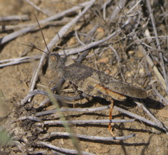 Trimerotropis latifasciata