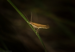 Glaphyristis marmarea