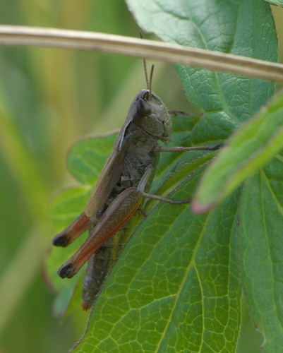 Marsh meadow grasshopper photo 5