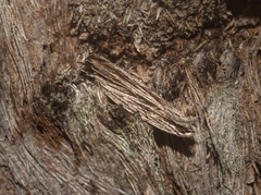 Ardozyga phloeodes