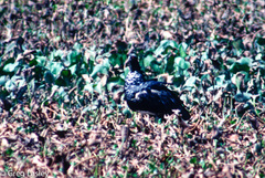 Anhima cornuta