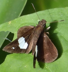 Notocrypta clavata