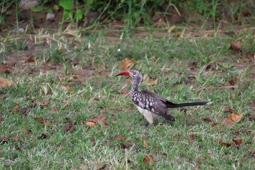 Southern Red-billed Hornbill