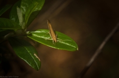 Glaphyristis marmarea