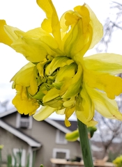 Narcissus pseudonarcissus pseudonarcissus
