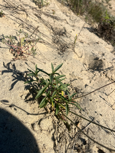 Foto de Monardella sinuata