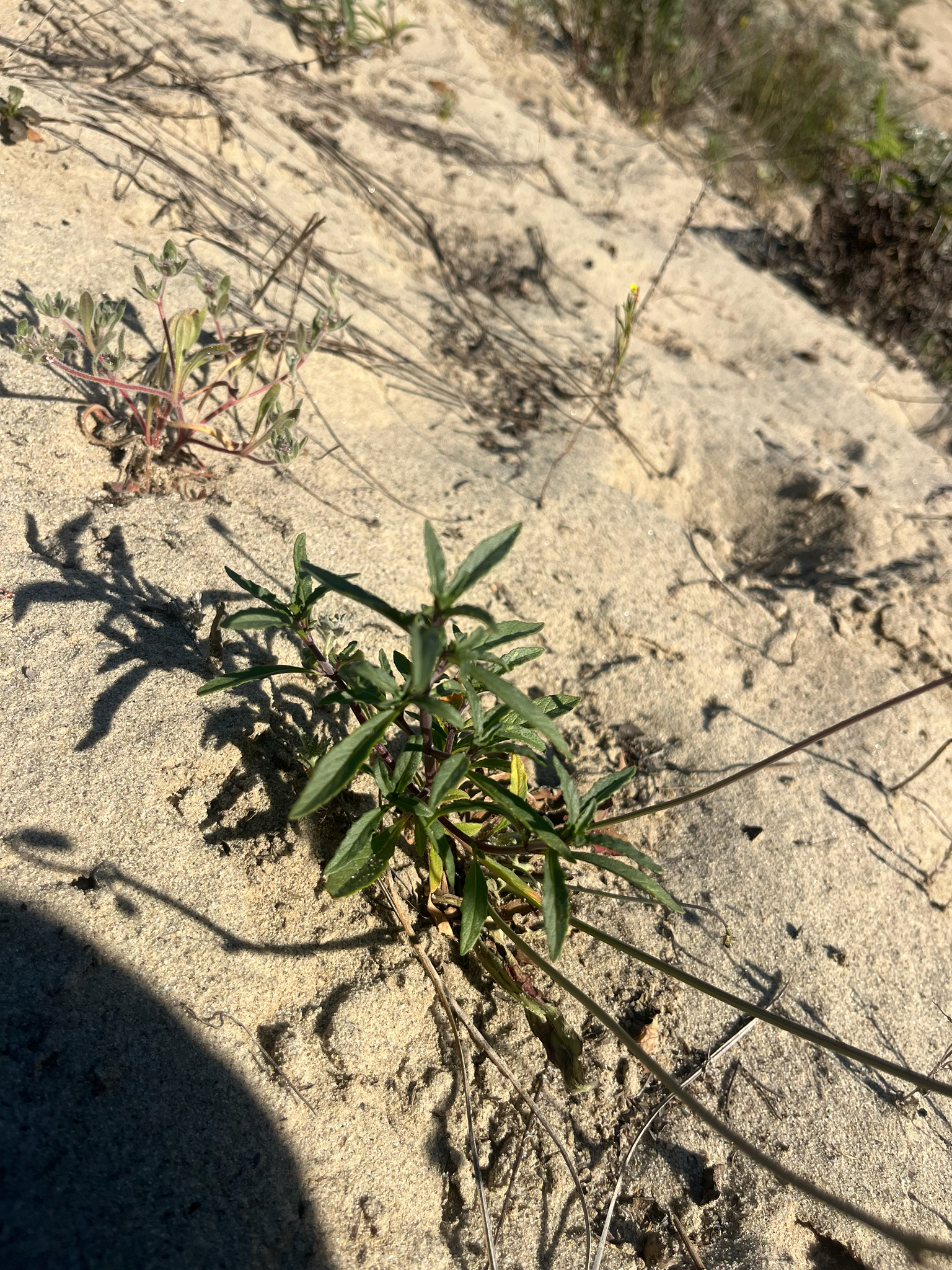 Imagem de Monardella sinuata