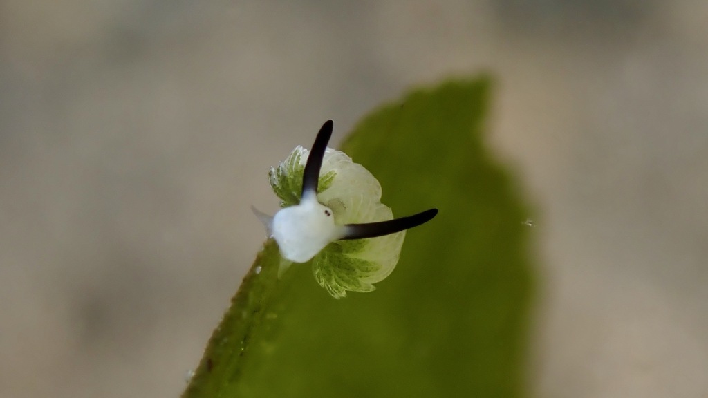 Rabbit Sapsucking Slug