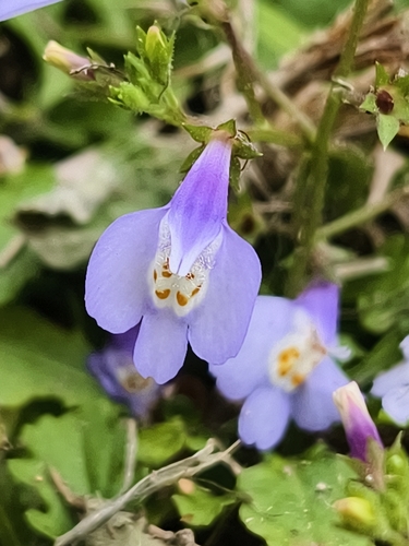 Taiwan Mazus (Mazus fauriei)