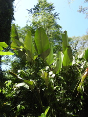 Calathea lutea