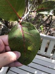 Coccoloba × hybrida