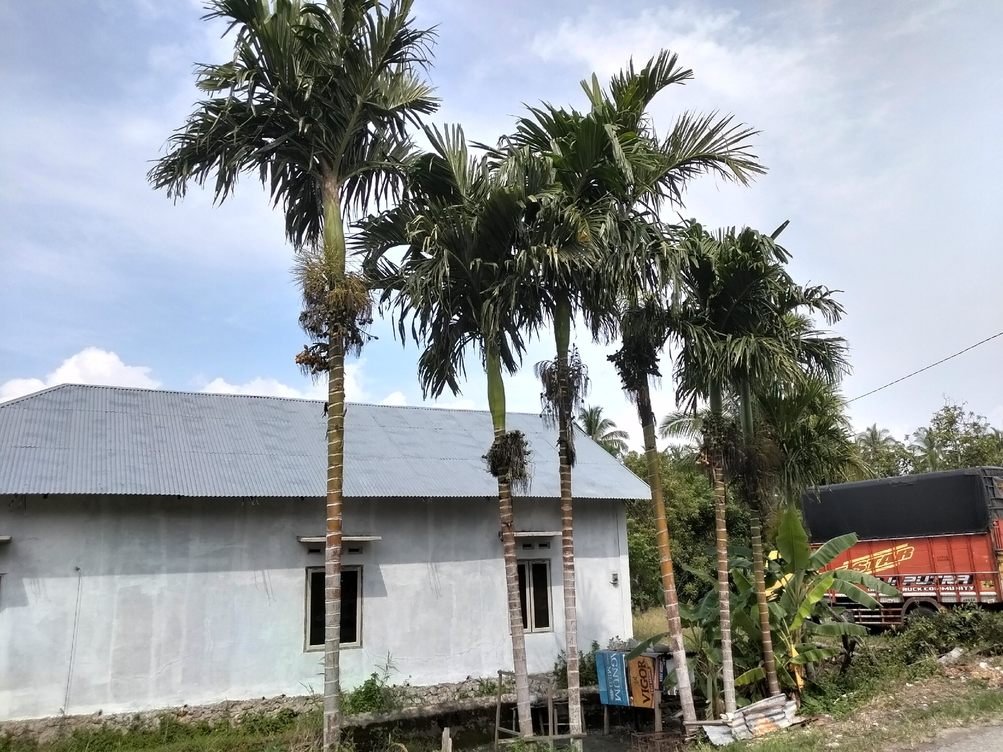 Areca Palm (Areca catechu)