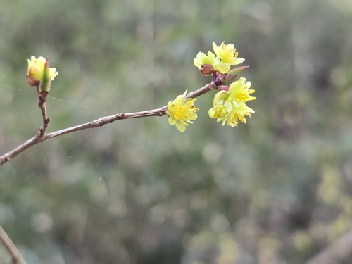 Lindera praecox, photograph 2