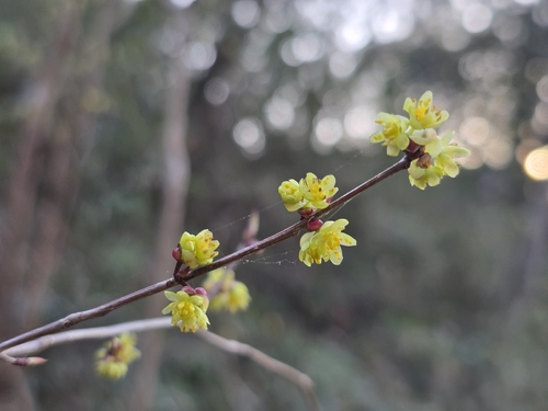 Lindera praecox, photograph 3