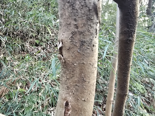 Lindera praecox, photograph 4
