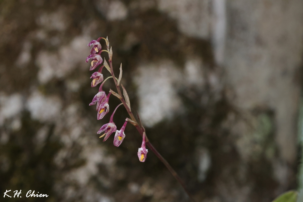 Bulbophyllum minutius