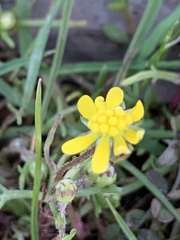 Blennosperma