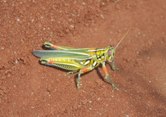 Hesperotettix viridis viridis