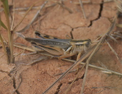 Melanoplus packardii