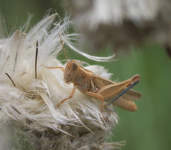 Melanoplus packardii