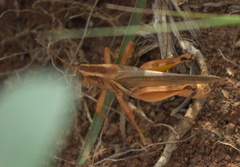 Melanoplus packardii