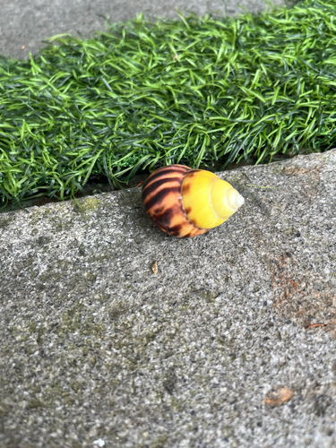 Amphidromus perversus