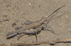Derotmema haydenii