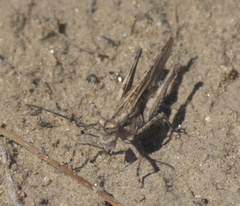 Derotmema haydenii