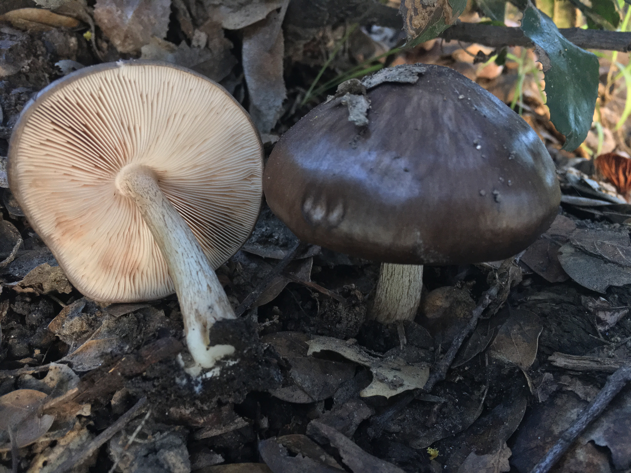 Pluteus exilis image