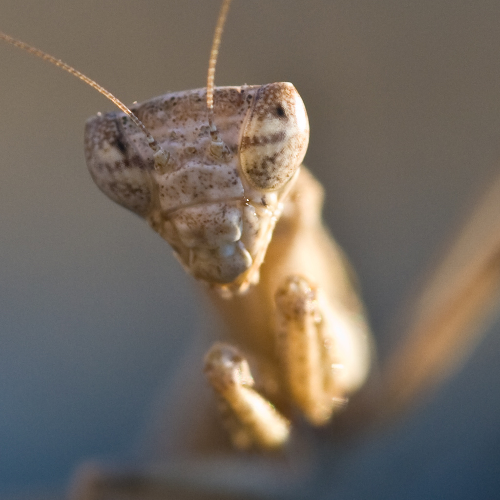 Minor Ground Mantid